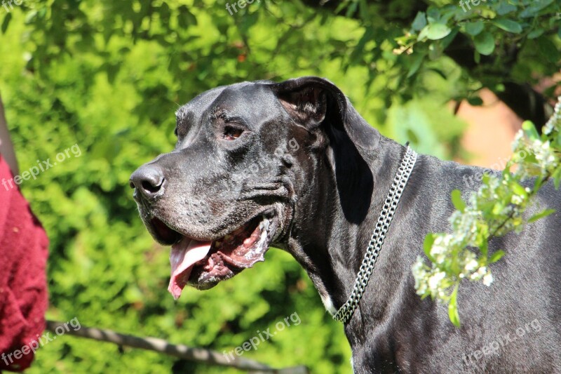 Great Dane Dog Pet Free Photos