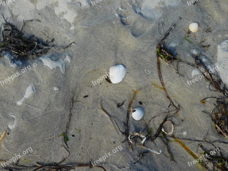 Beach Shells Sand Arute Surface