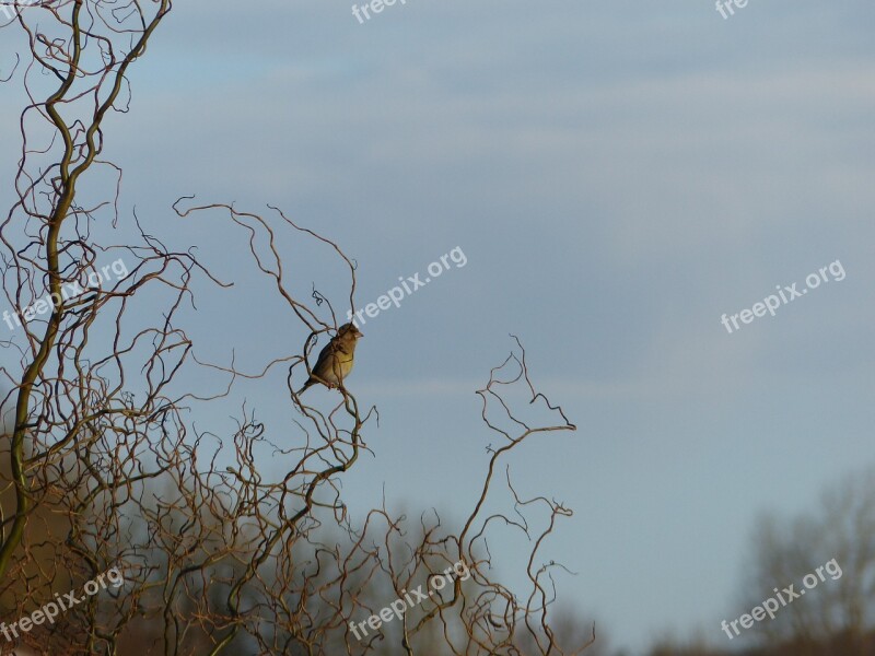 Bird Nature Morning Wait Peaceful