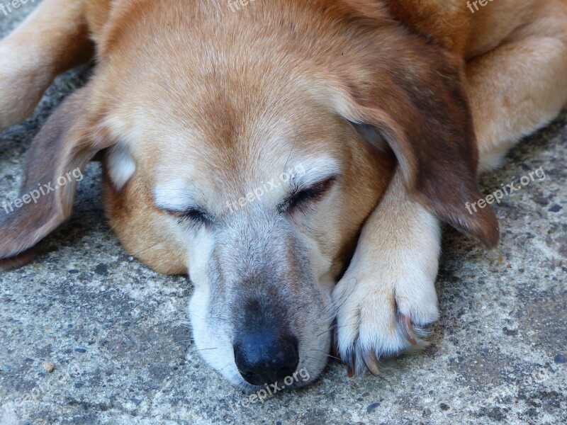 Sleep Dog Tired Pet Old