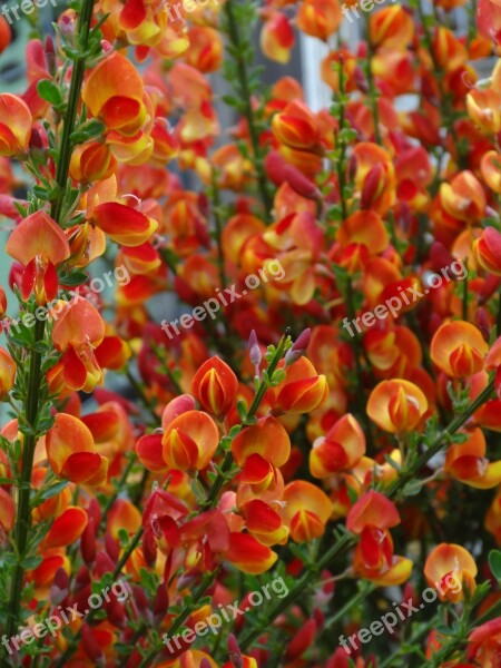 Broom Flowers Bush Toxic Plant