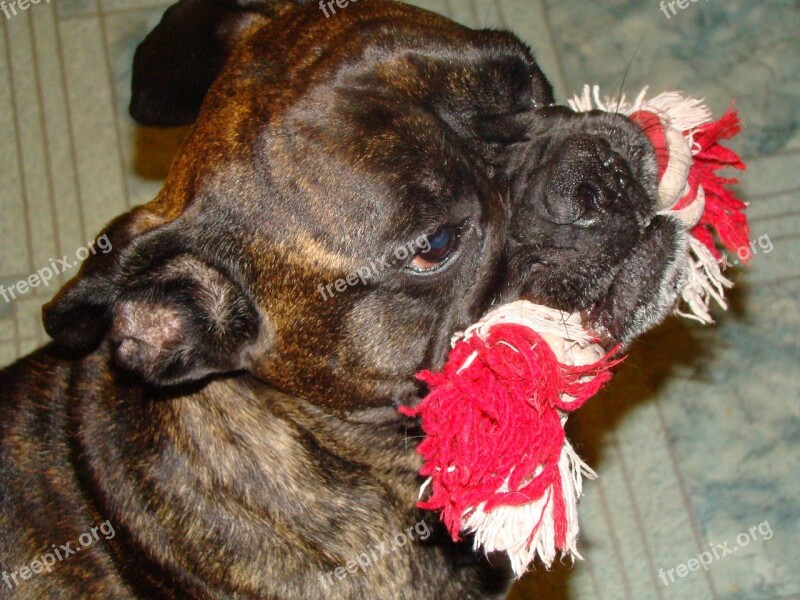 Boxer Brindle Toy Training Free Photos