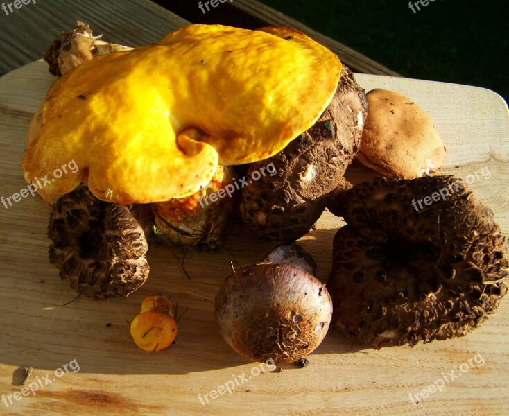 Fungi Mixed Yellow Brown Mushrooms Free Photos