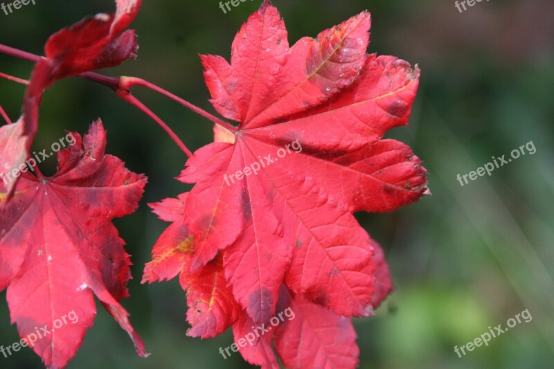 Fall Colors Maple Leaf Red Free Photos