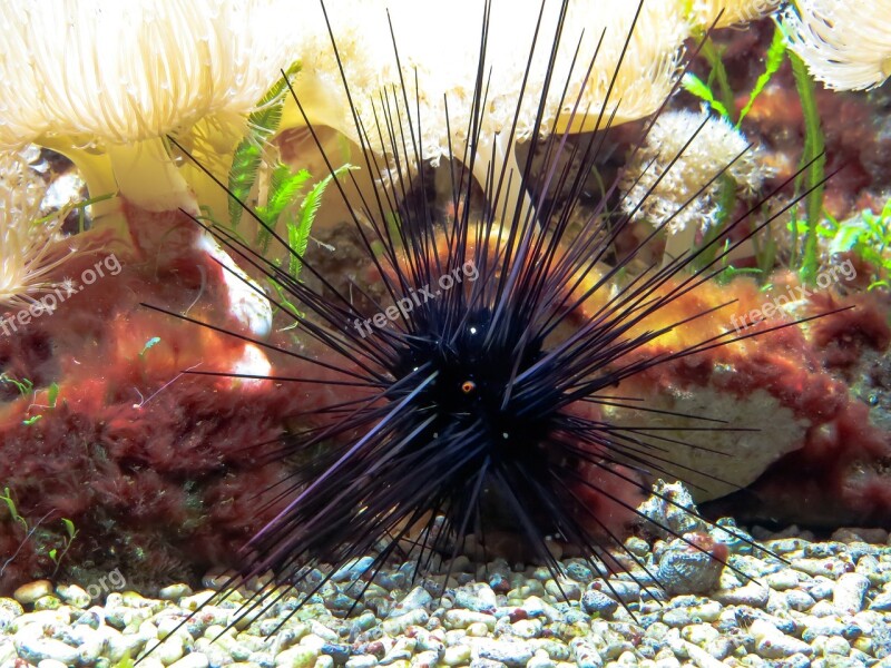 Sea Urchins Poison Sting Toxic Ocean Floor