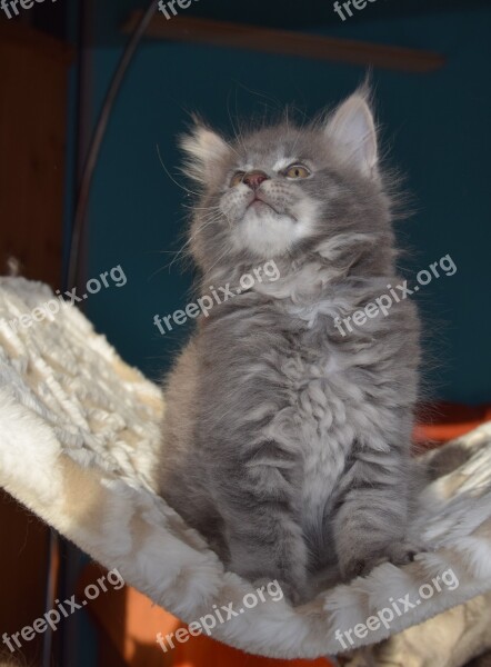 Cat Grey Fur Pets Kitten Fluffy