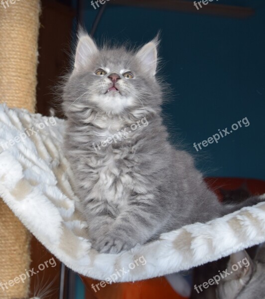 Cat Grey Fur Pets Kitten Fluffy