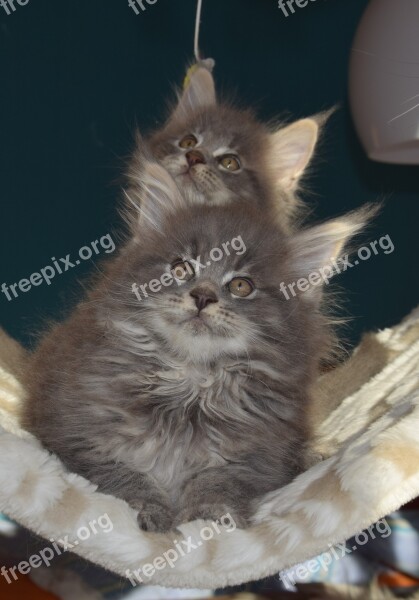 Cat Grey Fur Pets Kitten Fluffy