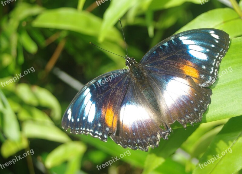 Butterfly Nature Beauty Wildlife Environment