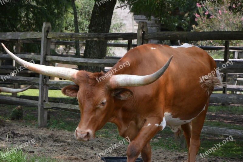 Cattle Long Horn Bull Cow Animal