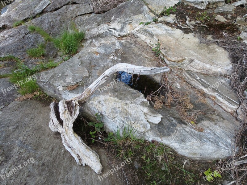 Driftwood The Nature Of The Waterfront Wild Nature Hill