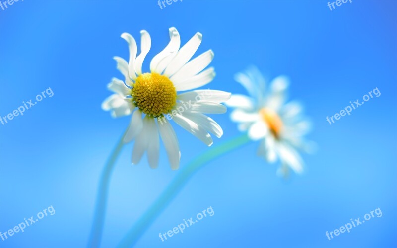 Daisy White Petals Yellow Center Blue Sky Flower