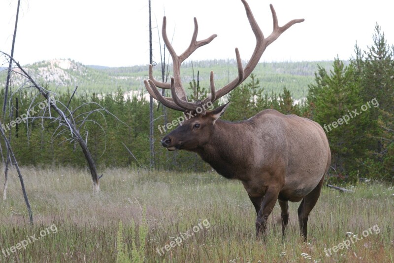 Elk Wildlife Nature Free Photos