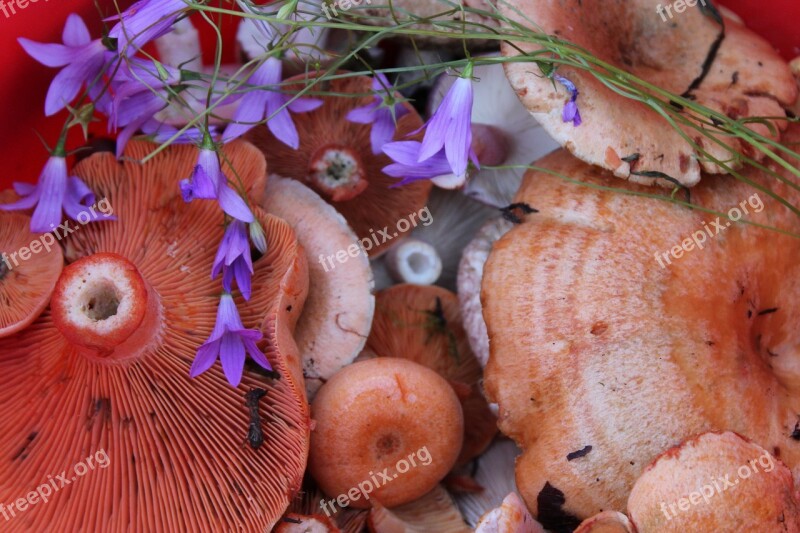 Mushrooms Saffron Milk Cap Bell Basket With Mushrooms Composition