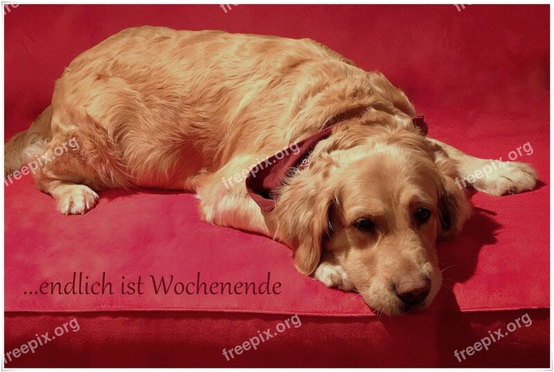 Dog Pet Golden Retriever Weekend Free Photos