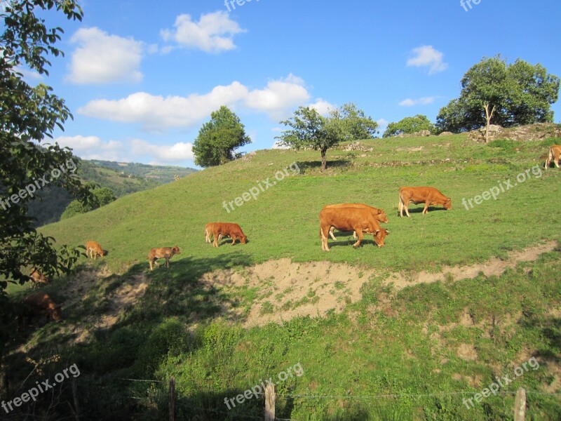 Cow Whey Freedom Green Mountain