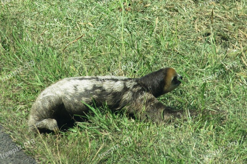 Sloth Lazy Wild Animal Guyana Cross The Road