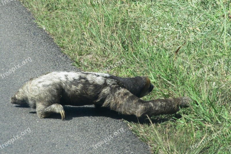 Sloth Lazy Wild Animal Guyana Cross The Road