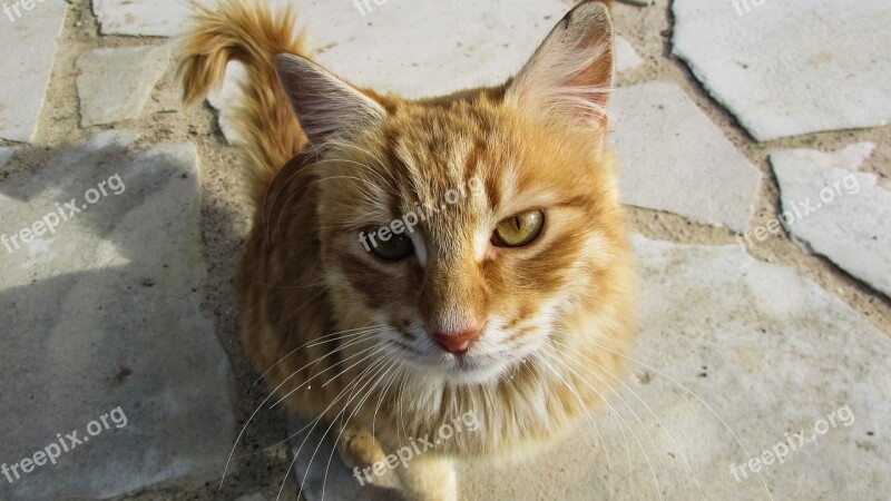 Cyprus Cat Kitty Curious Charming