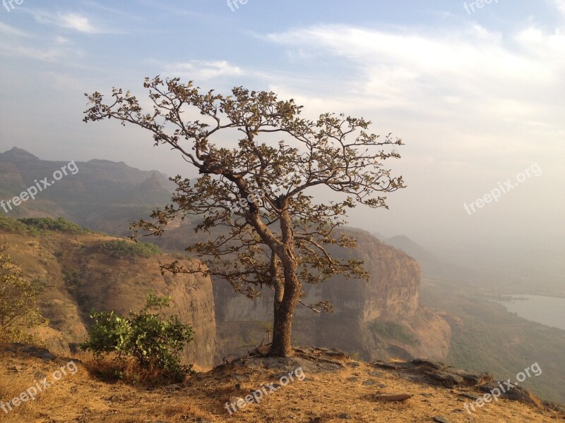 Tree Mountain Cliff Edge Cliff Nature