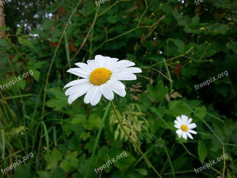 Flower Daisy Summer Meadow Plant Nature