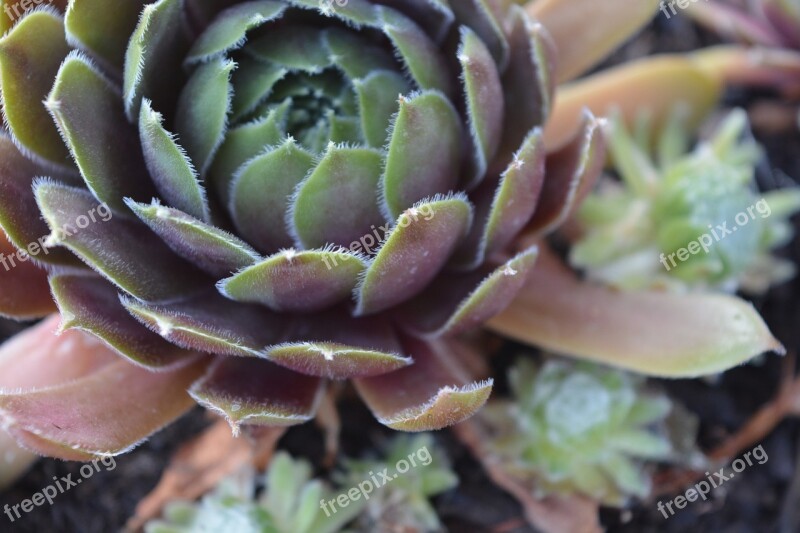 Succulent Plant Gardening Green Garden