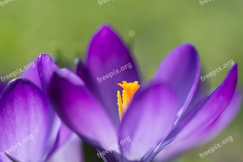 Crocus Spring Crocus Flower Purple Flowers