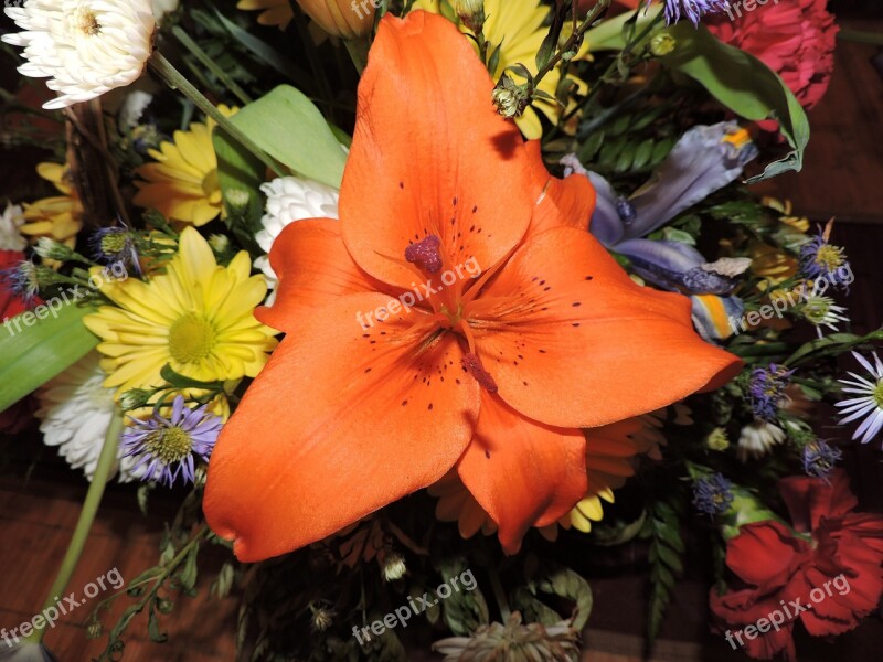 Lily Orange Plant Flowers Nature