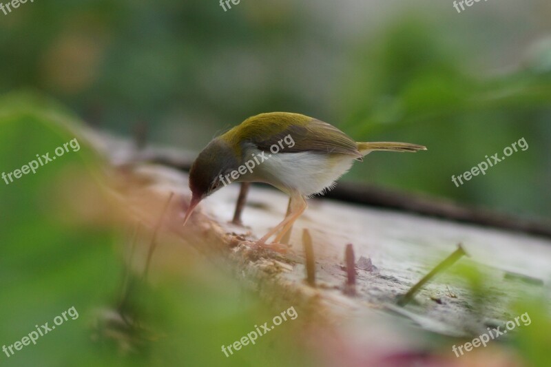 Sparrow Bird Natural Nature Animal