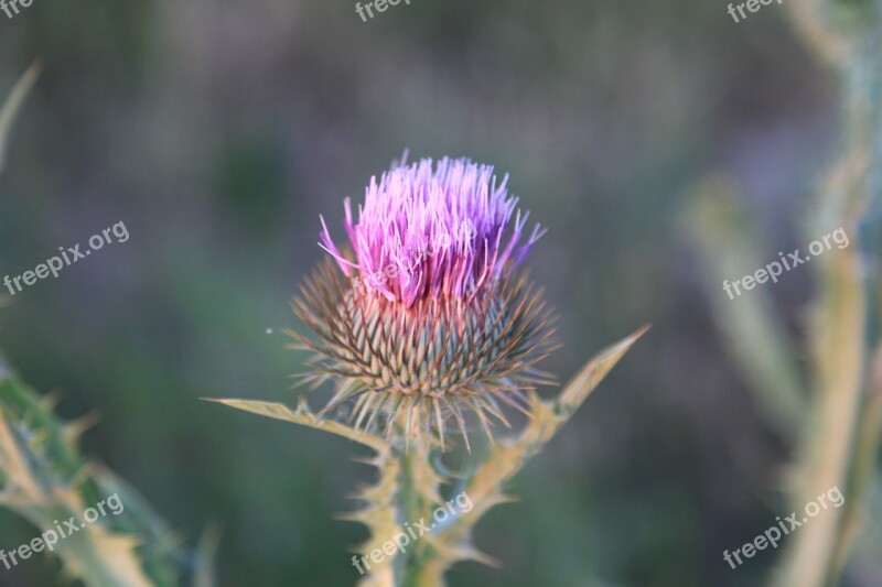 Thistle Flower Wild Flower Free Photos