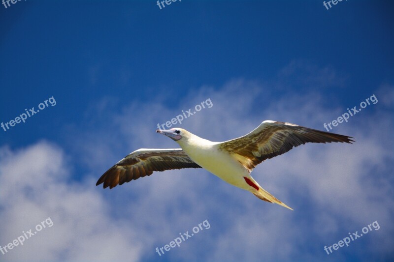 Seagull Free Sky Wings Flight