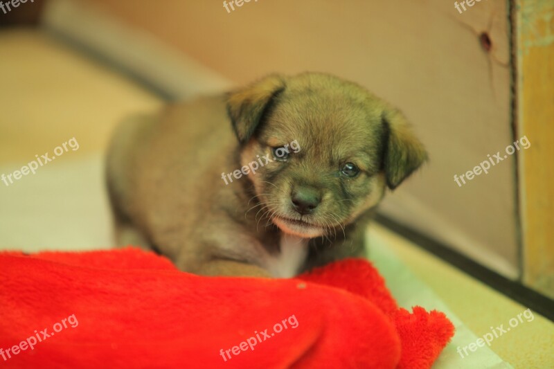 Stray Dog Puppy Animal Free Photos