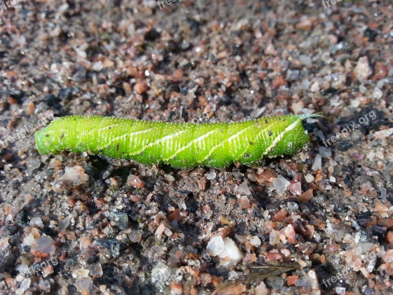 Caterpillar Butterfly Green Thick Free Photos