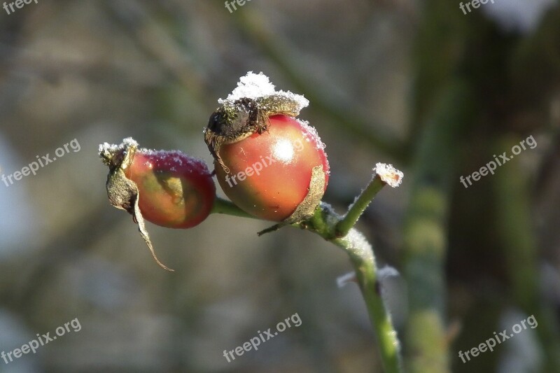 Winter Wintry Nature Red Rose Hip