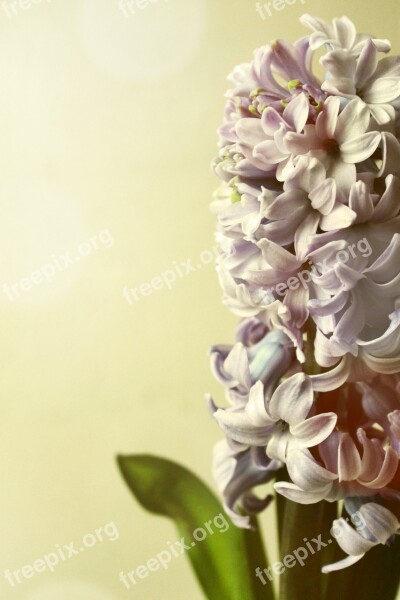 Hyacinth Still Life Peaceful Plant Flower