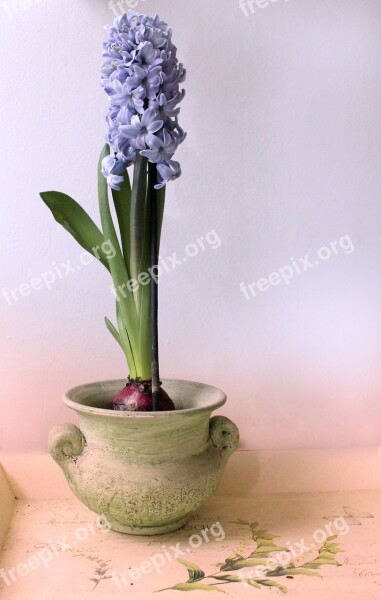 Hyacinth Still Life Pot Purple Peaceful