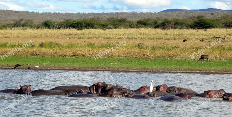 Africa Wild Nature Safari Wildlife