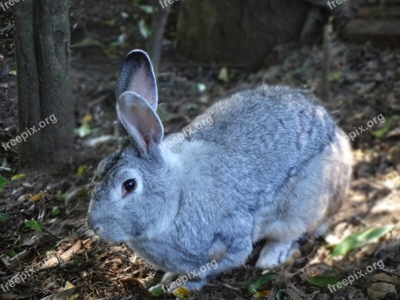 Rabbit Mammal Alert Gray Ears