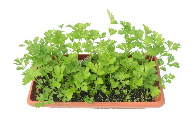 Celery Green Potted Plants Free Photos