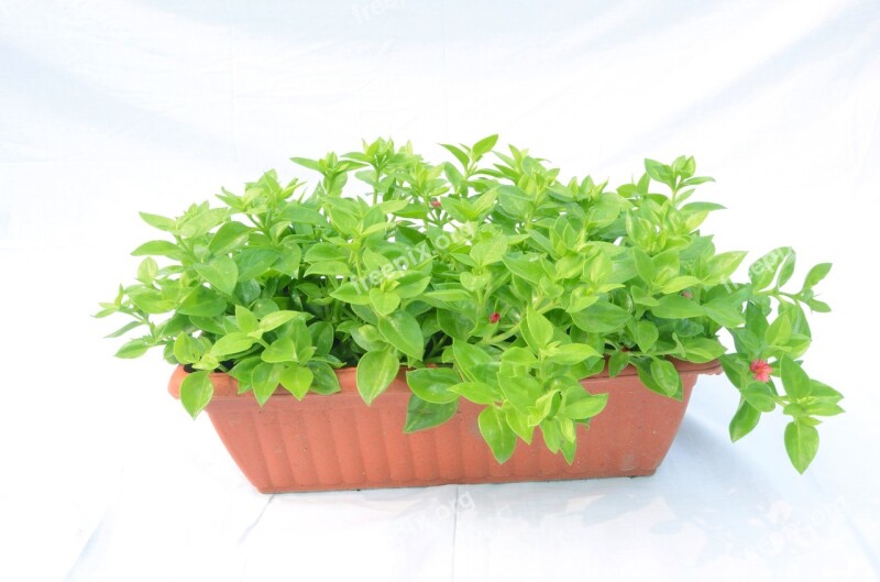 Yang Xin Dishes Potted Plants Green Vegetable Free Photos