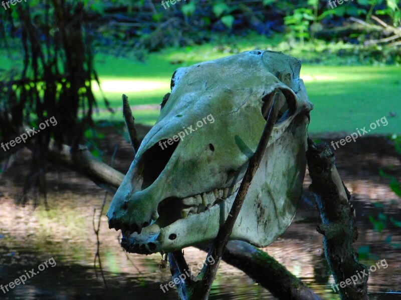 Skull Skeleton Swamp Denmark Paleolithic Village