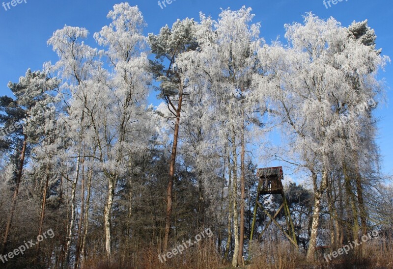 Winter Winter Forest Winter Magic Treetop Treehouse