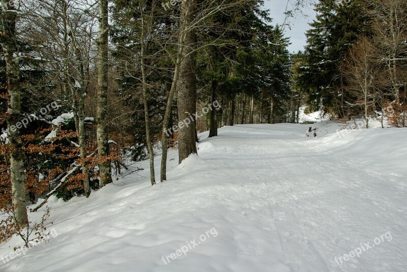 Winter Snow Winter Landscape Forest Free Photos