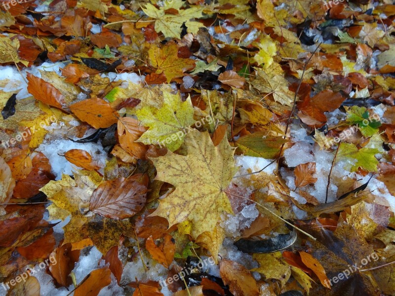 Leaves Fall Foliage Leaf Brown Autumn