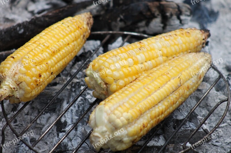 Corn Cob Roast Food Vegetables