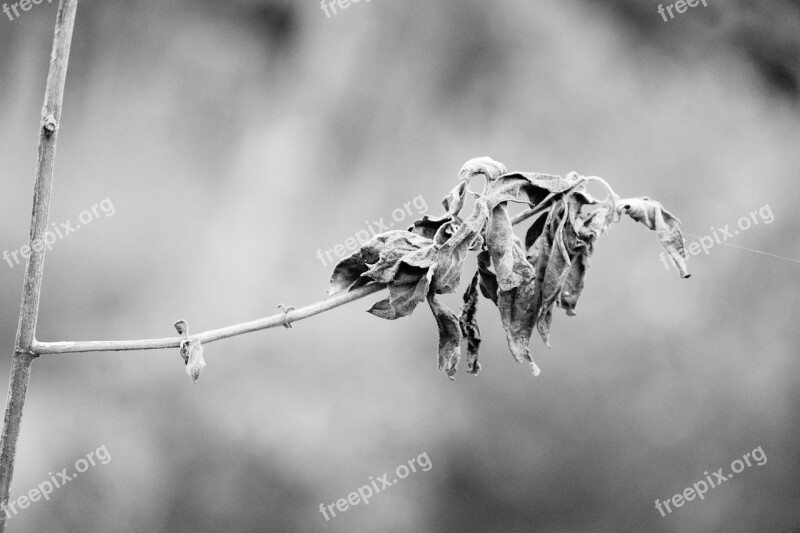 Gray Scale Image Dry Leaf Symbol