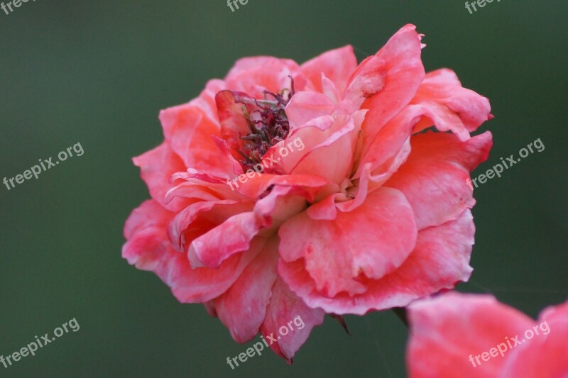 Flower Pink Nature Natural Pink Flowers