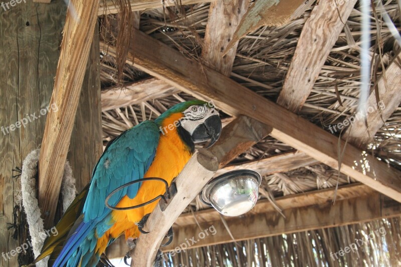 Bird Tropical Nature Wildlife Macaw