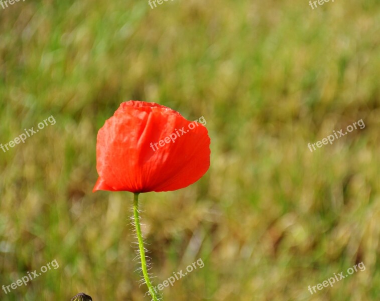 Poppy Flowers Poppies Spring Summer