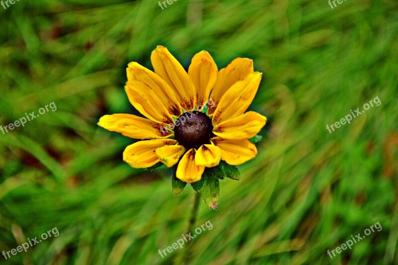 Flowers Sunflowers Yellow Flower Nature Yellow